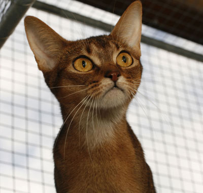 Sweet Pea, ruddy Abyssinian female